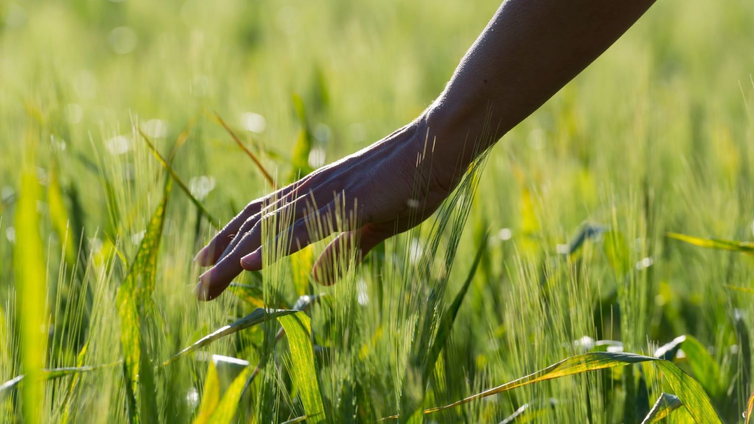 Main d'une femme touchant du blé dans un champ