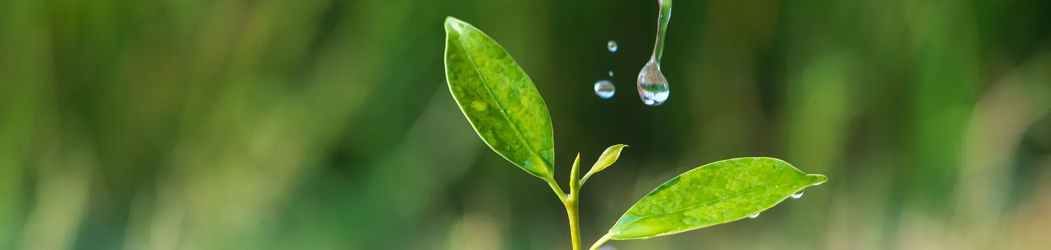 une goutte d'eau tombe sur une plante verte dans la nature