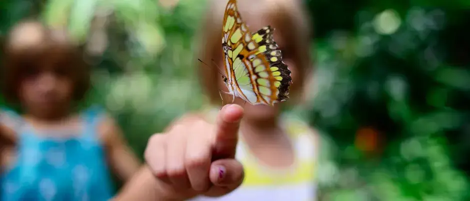 Un papillon est posé sur une main d'enfant 