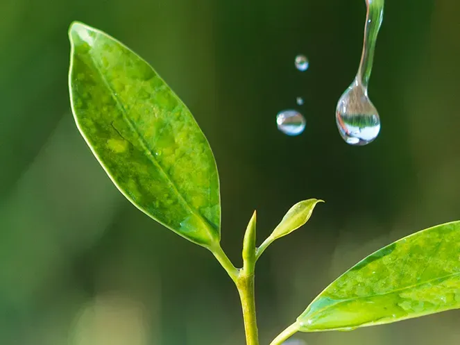 Feuille goutte d'eau nature